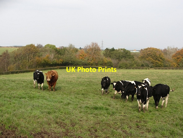 Photo 6"x4" Cattle, Thinacres Quarter\/NS7251 c2011