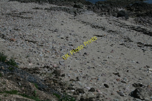 Photo 6"x4" Oystercatcher, Keil Southend\/NR6908 c2008