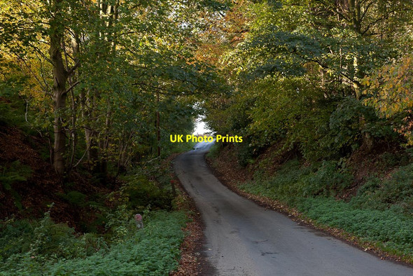 Photo 6"x4" Wooded lane Street\/NZ7304 c2011