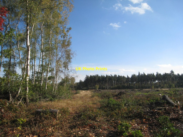 Photo 6"x4" Clear felling in Stapleford Wood Coddington\/SK8354 c2011
