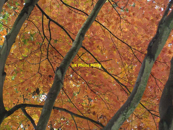 Photo 6"x4" Orange canopy Coneysthorpe c2011