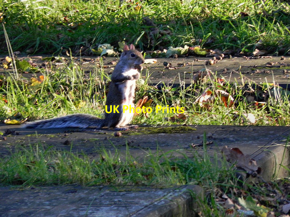 Photo 6"x4" Squirrel at Hyde Chapel Hyde\/SJ9494 c2011