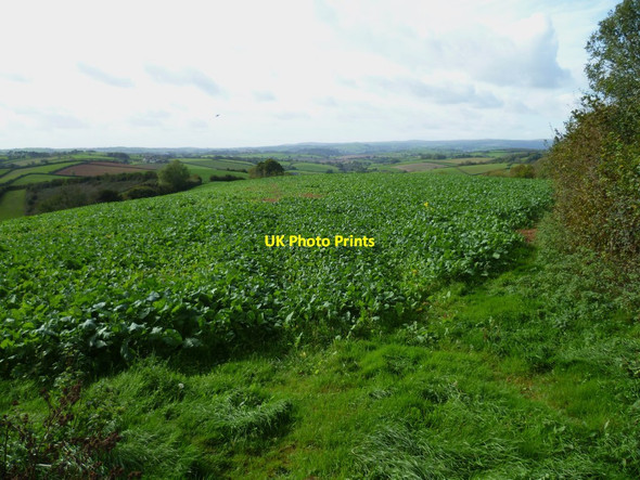 Photo 6"x4" Orange Way in Devon and Torbay (78) Combe Fishacre c2011