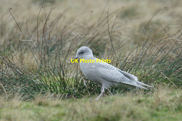 Photo 6"x4" Iceland Gull (Larus glaucoides), Inner Skaw Kirkaton c2011