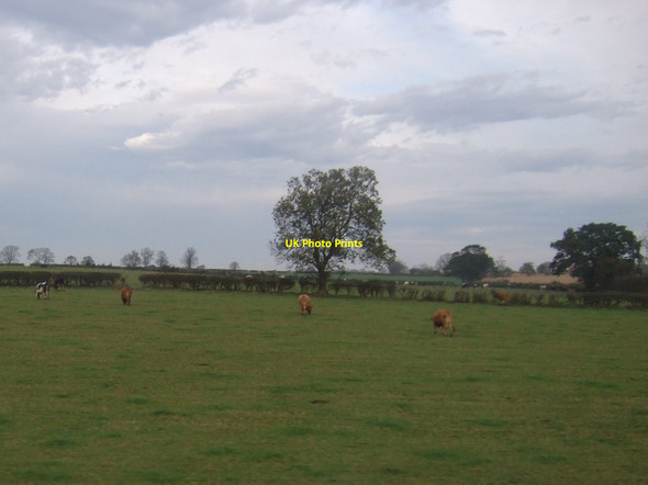 Photo 6"x4" Grazing land, South Holme Farm Brompton\/SE3796 c2011