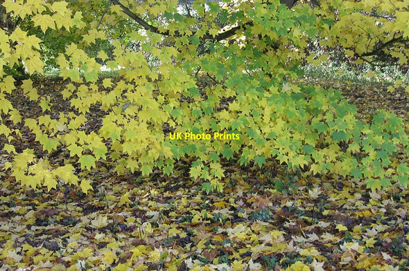 Photo 6"x4" Leaves changing colour Coneysthorpe c2011