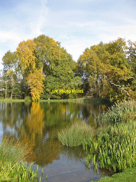 Photo 6"x4" Trees by Dairy Pond Coneysthorpe c2011