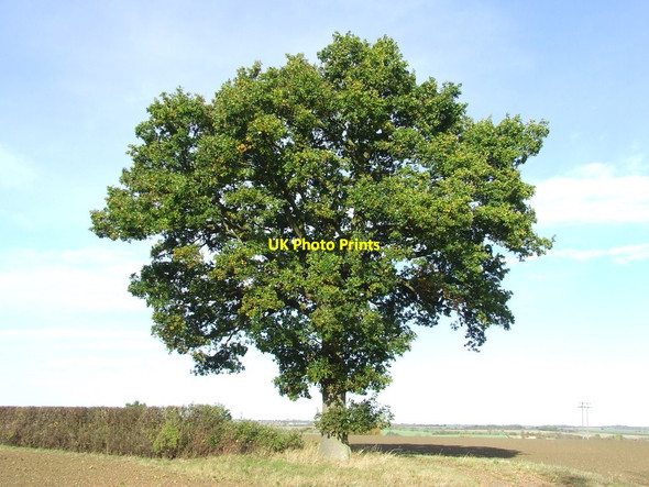 Photo 6"x4" Oak Tree Hickford Hill c2011