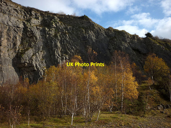 Photo 6"x4" Silver birches in Warton Main Quarry Carnforth c2011