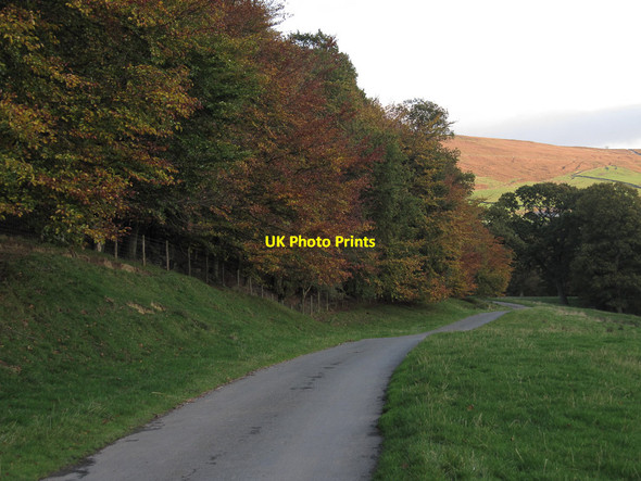 Photo 6"x4" Beech trees below Bransdale Lodge Cockayne c2011