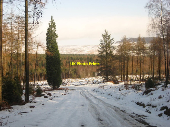 Photo 6"x4" Roppa Wood Cowhouse Bank Wood c2010