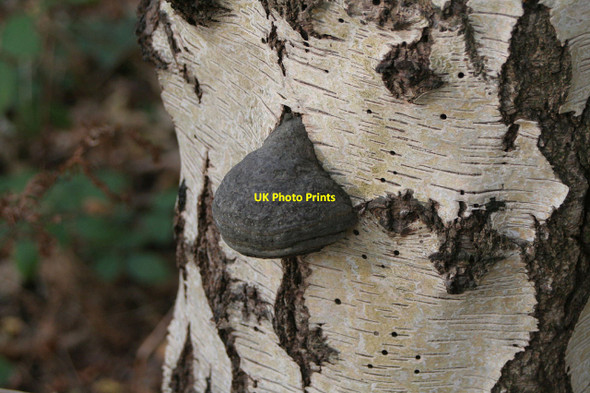 Photo 6"x4" Fungus on birch stump Blidworth Dale c2011