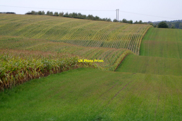Photo 6"x4" Roller-coaster maize Blidworth Dale c2011
