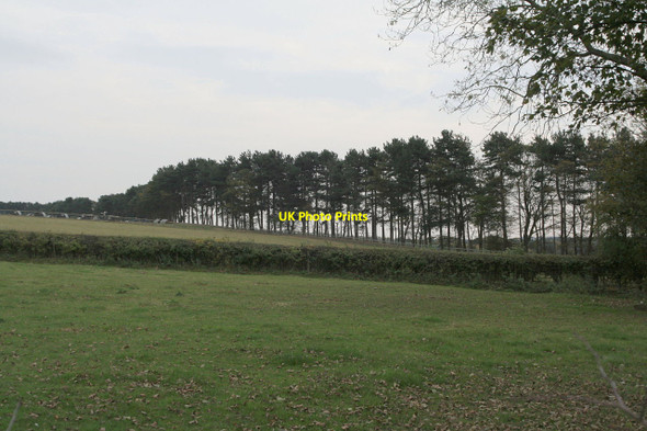 Photo 6"x4" Line of pines Blidworth Dale c2011
