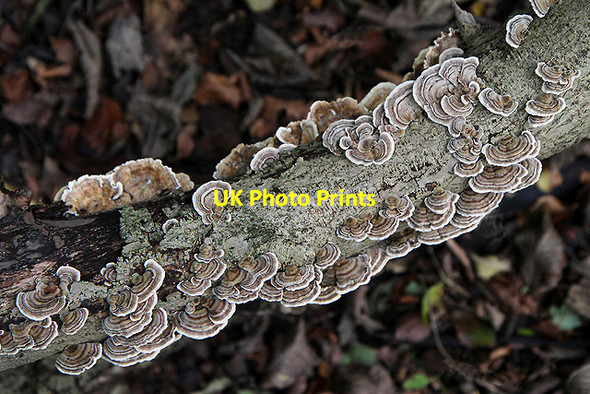 Photo 6"x4" Bracket fungi in Langlee Community Woodland Galashiels c2011