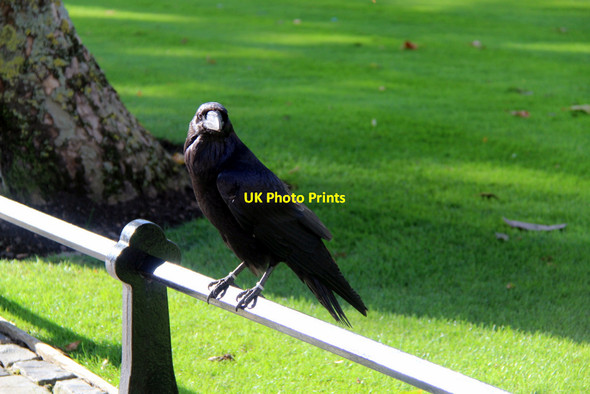 Photo 6"x4" Raven (Corvus corax) London c2011