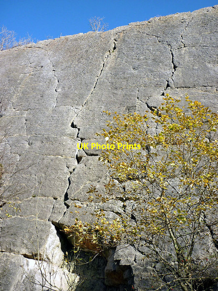 Photo 6"x4" Looking up the Main Wall at Trowbarrow Quarry Red Bridge c2011