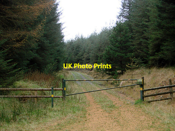 Photo 6"x4" Barred forestry road near Bryn Gwyn Bryn Gwyn\/SN7389 c2011