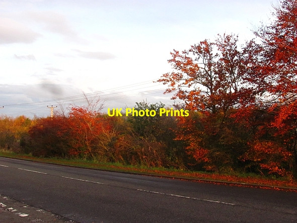 Photo 6"x4" Hedge, Murieston Road Murieston c2011