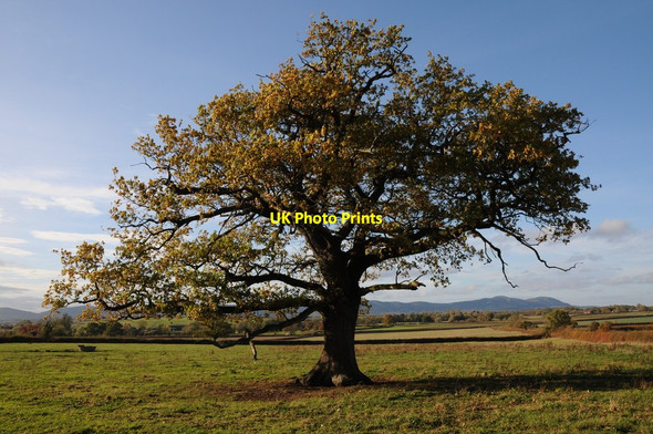 Photo 6"x4" Oak tree Holdfast\/SO8537 c2011