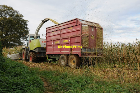 Photo 6"x4" Maize harvesting, King's Stanley King's Stanley c2011