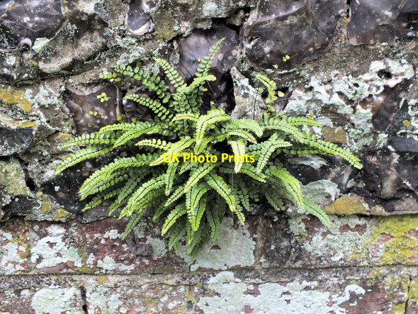 Photo 6"x4" Maidenhair Spleenwort Bishopstone\/SU0725 c2011