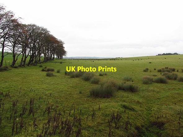 Photo 6"x4" Rashy ground Kilncadzow c2011