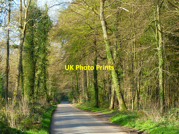Photo 6"x4" Road and woodland, Ipsden Checkendon c2011