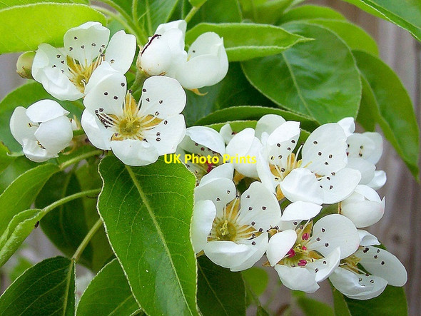 Photo 6"x4" Pear blossom, 2004 Bromsash c2004