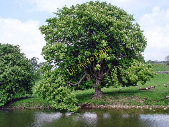 Photo 6"x4" A Horse Chestnut by the bridge, Hebden Hebden c2008