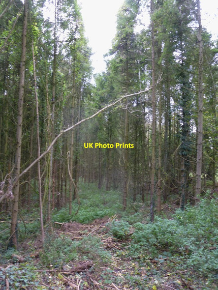 Photo 6"x4" Boveridge, Perry Copse Boveridge c2011