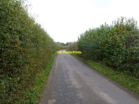 Photo 6"x4" Damerham, Cranborne Road Crendell c2011