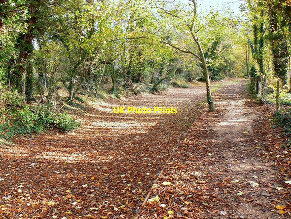 Photo 6"x4" East along the Thames Path west of Ashton Keynes Ashton Keynes c2011