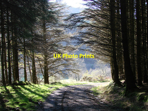 Photo 6"x4" Forestry road above Cyneiniog farm Bont-goch or Elerch c2011