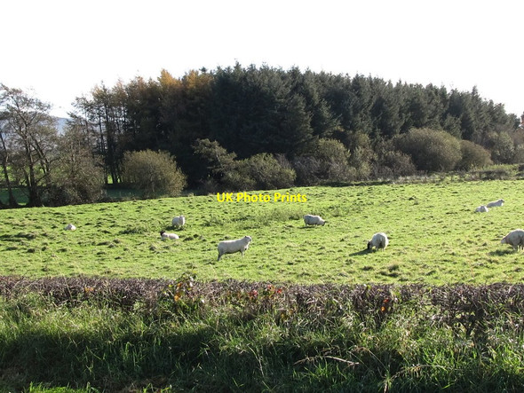 Photo 6"x4" Sheep grazing near a plantation opposite the Lisnamulligan Orange Hall Rathfriland c2011