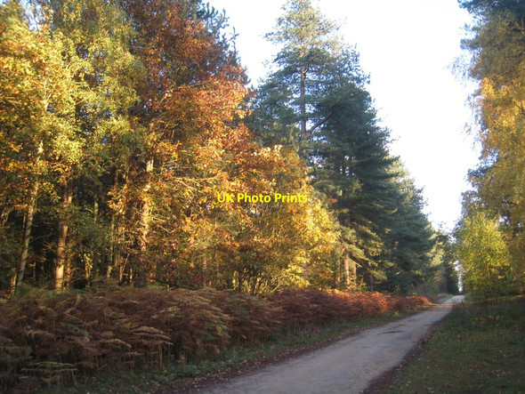 Photo 6"x4" Laughton Forest, early November Laughton\/SK8497 c2011