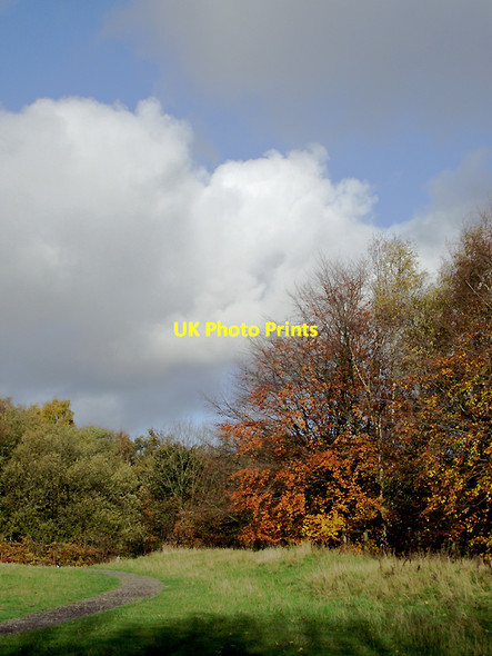 Photo 6"x4" Woodland in Baggeridge Country Park near Sedgley Sedgley c2011