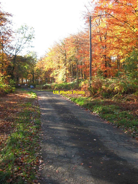 Photo 6"x4" Forestry road in the Wyre Forest in autumn Buttonbridge c2011