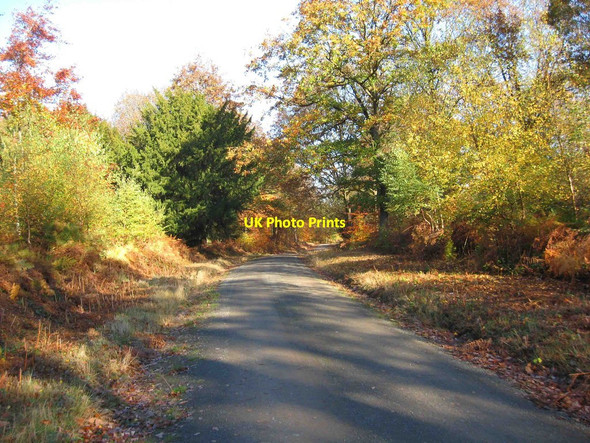 Photo 6"x4" Forestry road in the Wyre Forest in autumn Buttonbridge c2011 P1