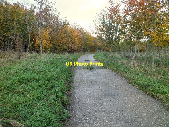 Photo 6"x4" New woodland Bishopstone\/SU0725 c2011
