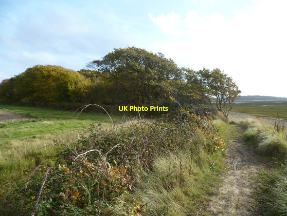 Photo 6"x4" Approaching small triangular wood on the west side of Chidham Peninsula Chidham c2011