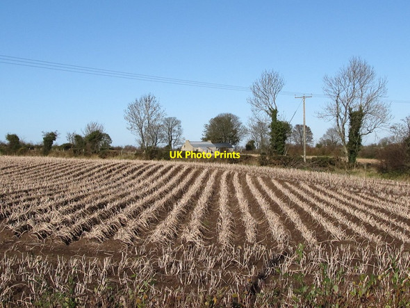 Photo 6"x4" Potato field north of Mill Road Hilltown\/J2128 c2011