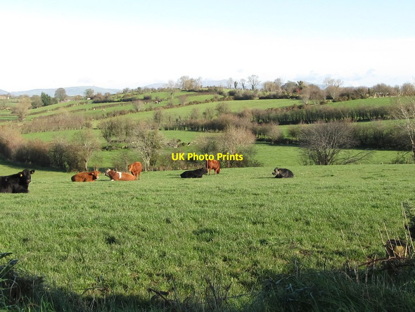 Photo 6"x4" Grazing land on drumlins in the Bann Valley Rathfriland c2011