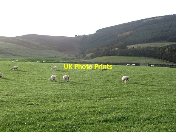Photo 6"x4" Sheep below Grieston Hill Innerleithen c2011