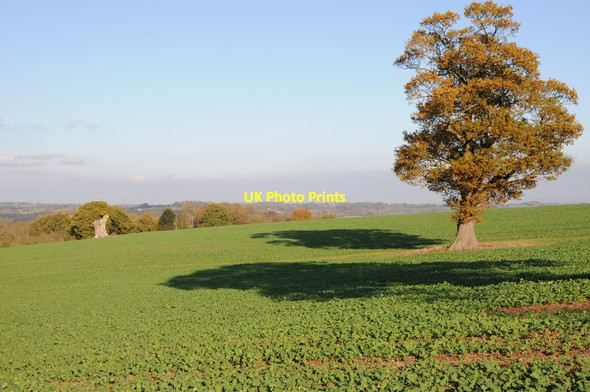 Photo 6"x4" Oak tree in an arable field Hanley William c2011