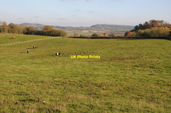 Photo 6"x4" Belted Galloway cattle, Orleton Orleton\/SO6967 c2011