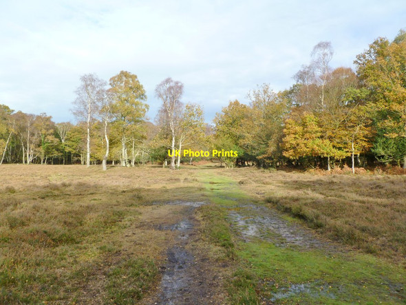 Photo 6"x4" Butts Lawn, forestry track Balmerlawn c2011