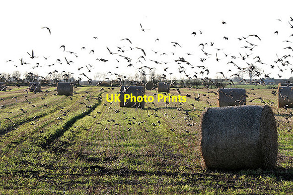 Photo 6"x4" A stubble field with round bales at Stormont, Gretna Old Graitney c2011