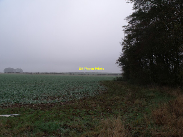 Photo 6"x4" Crop field and edge of woodland North Elkington c2011