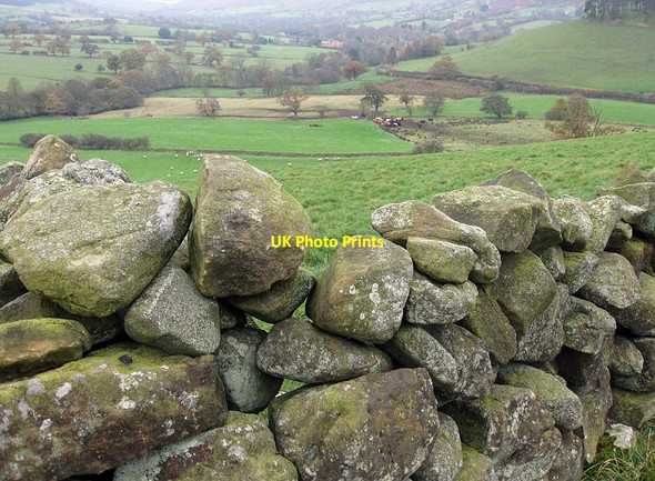 Photo 6"x4" Cattle in the dale Rosedale Abbey c2011